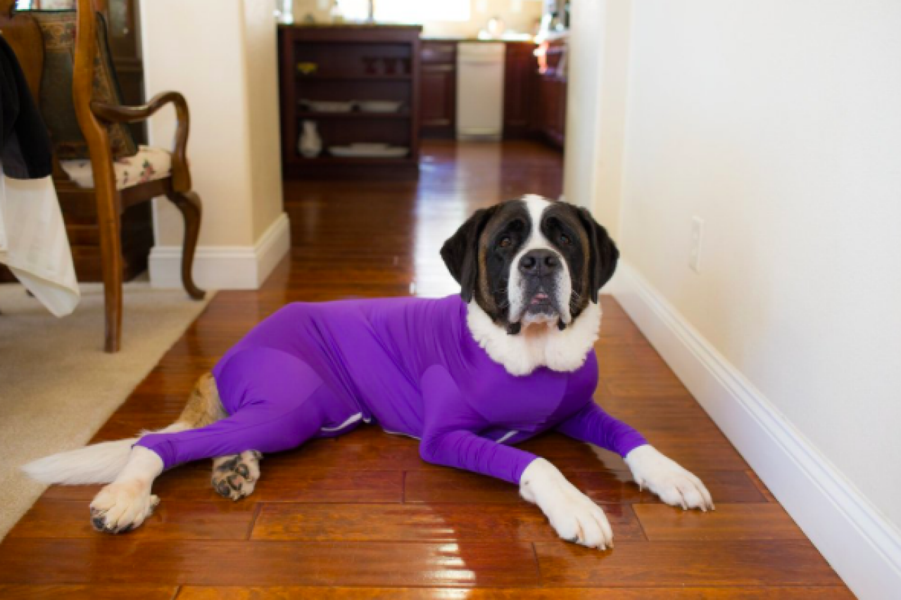 Dog Onesies | Editors' Faves | TLC.com